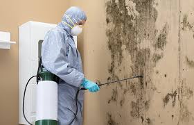 Why You Should Choose Our Mold Remediation Services in Woodbranch, TX